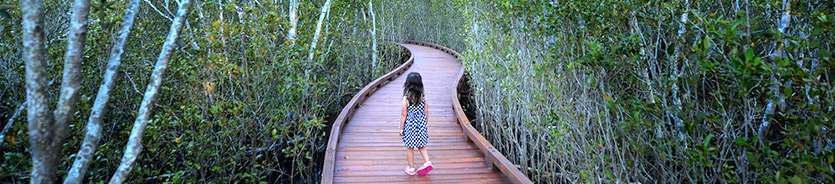 environmental case studies mangroves