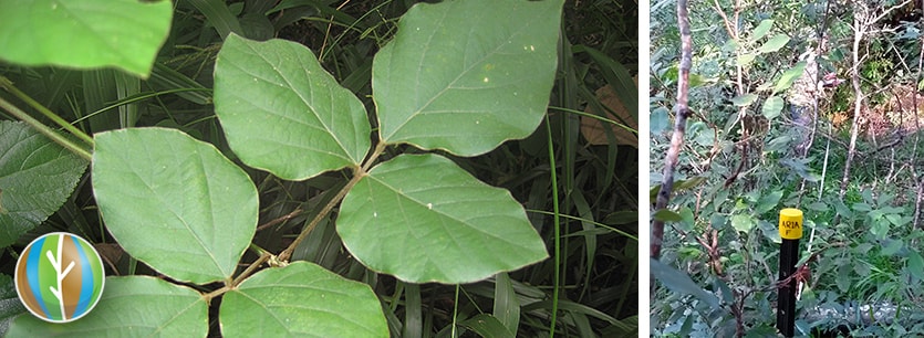 kudzu management services