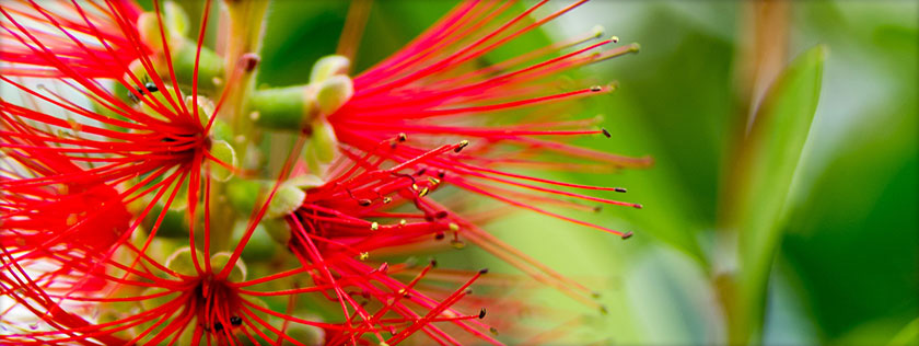 ecology in queensland