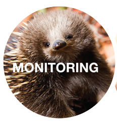 Monitoring