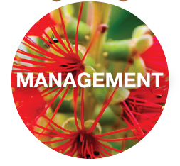 Management
